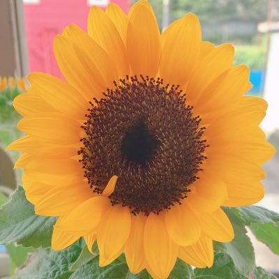 18b6R1TaA5m0dLM's profile picture. クロスステッチを主に投稿してます！ゲーム実況観るのが好きで、2BRO. 三人称を主に見ております✨ ゲームもヘタクソですが少しやります😆最近はスプラトゥーンばっかりだけど、モンハンもマイクラも久しぶりにやりたい😂いつかHAEDやるのが夢です✨素敵な作品いいねしまくってますがすみません😓