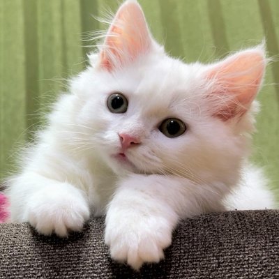 Tweet a video of a cute cat🐈  Munchkin cat growth record.
Delivering healing to everyone!!
YouTube👇