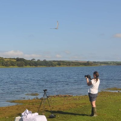 Phd researcher studying urban gull behaviour at University of Exeter, Cornwall | Bird ringer and avid ring reader