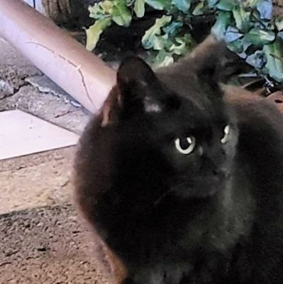 96猫(くろねこ)さんのプロフィール画像