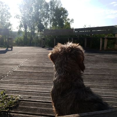 Passionné du chiens. Chasseur aux chiens courant avec une meute de petits bassets fauves de Bretagne et pratique la vénerie sous terre.