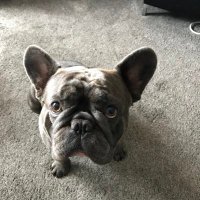 wull (@scotindy22) 's Twitter Profile