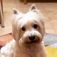 Ragù the Italian Westie(@RaguWestie) 's Twitter Profileg