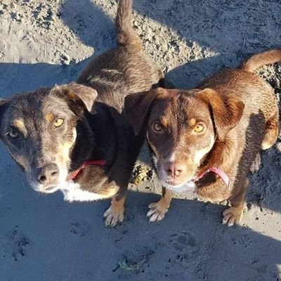 Hi I'm Treacle & my little sister is Karamel. We're 2 rescue dogs off the terrifying streets of Romania 🇷🇴 and Turkey 🇹🇷. Please follow us 🐾🐾& Retweet us.