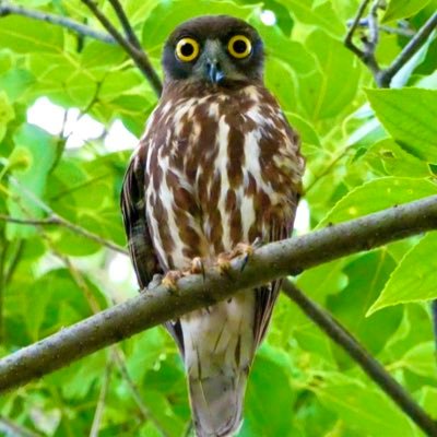 苔が好き。鳥が好き。4月から6月は棚田鑑賞で九州の各地に出没。最近キノコも気になってます。