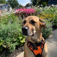 nancy graziano (@ngraz23) 's Twitter Profile