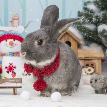 こんにちは、梨スです。おじさんうさぎ、エル♂、ミニうさぎ🐰🎂2013/2/17-2022/9/12🌈🌕おっさんの嫁さん→モカ🐰 🎂2018年3月28日。おっさんの息子→ルカ🐰 🎂2018年11月1日。無言フォロー失礼します！ #ウサギ #うさぎ