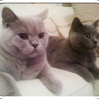 Paul Mckenna (@paulomac0110) 's Twitter Profile