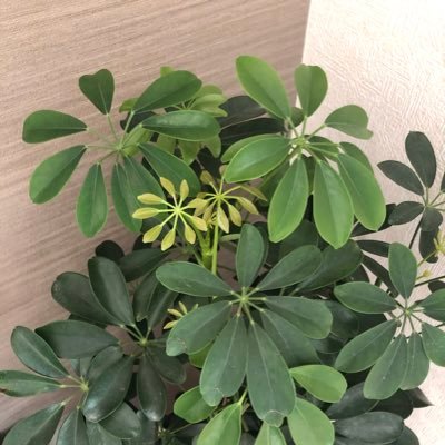 koteipengin0829's profile picture. 推しがいっぱいで幸せ/二次元も三次元も推しがいっぱい/