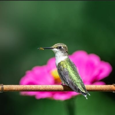 BirdieNaNest's profile picture. Whole Bible Believer, wife, mom, homeschooler...