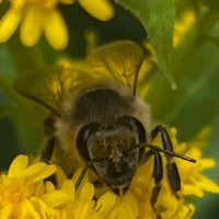 Der Bienenmann (@der_bienenmann) 's Twitter Profile Photo Der Bienenmann (@der_bienenmann) 's Twitter Profile Photo