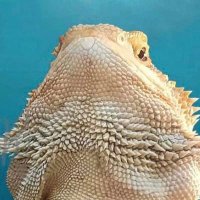 bubbles (@bubblestk1) 's Twitter Profile