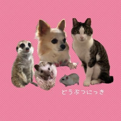 ハッチ🦔 ミミ🐹 コタ🐶 ティア🐿 レン🐈 保護犬ゆう🐶 マシュー・マロ🐕‍🦺←new