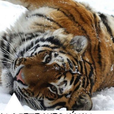 pieniaz's profile picture. 