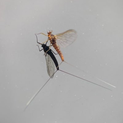 @AAPGAI Advanced fly fishing instructor; Pro-Team for @Partridge_Hooks & @MarryatRods