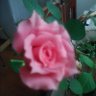 TeruyoToikka's profile picture. Femal, I love Jesus Christ/Yeshua Meshiah and believe to GOD/YAHWEH BIBLE! Isaiaイザヤ書44:28 キュロスに向かって、
わたしの牧者/わたしの望みを成就させる者、と言う。エルサレムには、再建される、と言い/神殿には基が置かれる、と言う。