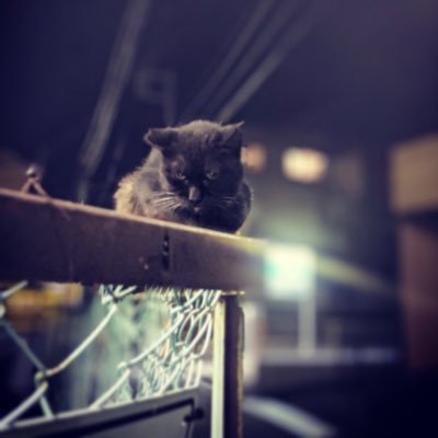 sae_catlover's profile image