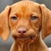 GrimaceDog (@doggrimace) Twitter profile photo GrimaceDog (@doggrimace) Twitter profile photo