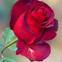 Ahmed Maqsood (@maqsoodmamon) 's Twitter Profile