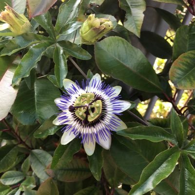 kpkatepalli's profile picture. 