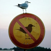 Some Random Guy (@froglips97) 's Twitter Profile Photo Some Random Guy (@froglips97) 's Twitter Profile Photo