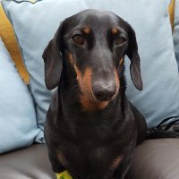 🌈Alfie Littlelegs Dachshund💔(@AlfieLittlelegs) 's Twitter Profile Photo