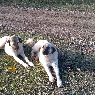 Mehmet_331947's profile picture. Doğa ve Hayvan Dostu.   
E. Banka Müfettişi - Müdürü.     
(R. Bank İnspector - Manager.)
I love nature and animals.
Retweets are mostly reminder to myself.