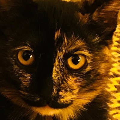 Mewmusiccat's profile picture. Mew Music Caturday