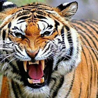 AdeaNingsihA's profile picture. Menjadi Diri Sendiri