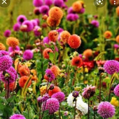 arjun98173255's profile picture. yes