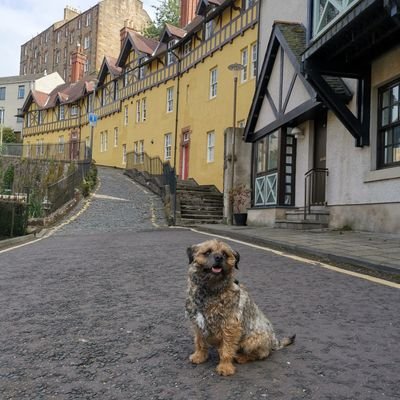 I'm Max the BT!
Find me on Instagram @  Maxthe_borderterrier
Living with 🙀 🙀 🙀 🐢 and 👫🏽
A very proud member of #btposse