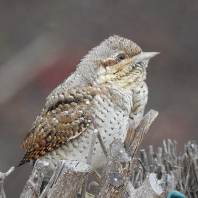 Bespoke, flexible, relaxed  day tours - for the best birds in the best places  for everyone who wants to experience the best of Norfolk. Please DM for details