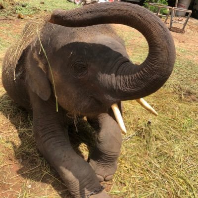 elephantsbbb Profile Picture