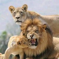 VikingoMerengue (@rm_fighter) 's Twitter Profile Photo