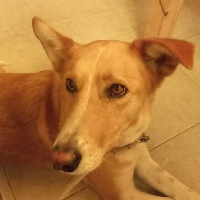 Mamá de tres hijos. Abuela de seis perros y un gato de ojos celeste.
