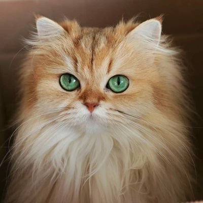 raki_iciyorum's profile picture. dr.ramiz