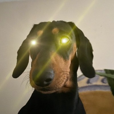 I invest in #btc so my wiener 🐾 can have a better life