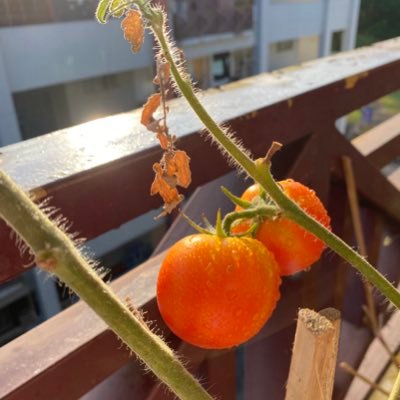 JameelaJayden's profile picture. 