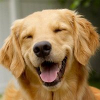 prev (@prevdoggydog) 's Twitter Profile