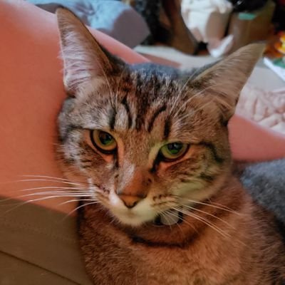 JennyandKasie's profile picture. Cats with our own account, finally.
