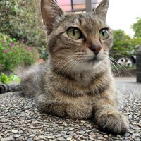 ひろねこ (@kgrrtm64foifhhc) 's Twitter Profile