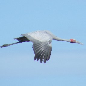 Conservationist, engineer and farmer passionately protecting Brolga habitats from inappropriate developments.