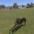 Charlie_Whippet's profile image