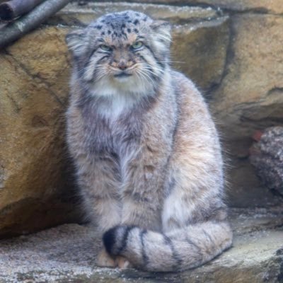 Nachu_ather's profile picture. 基本的に動物を愛でるのみ🐶🐹🐱🐰🐳 本スキ📚 那須どうぶつ王国のポリーさんとアドベンチャーワールドの彩ちゃんがスキ🐱🐼❤️