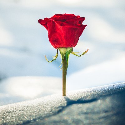 Killar0se's profile picture. Love is love. Spread love. Share love. Support love. Love $CLSK. Not financial advice.