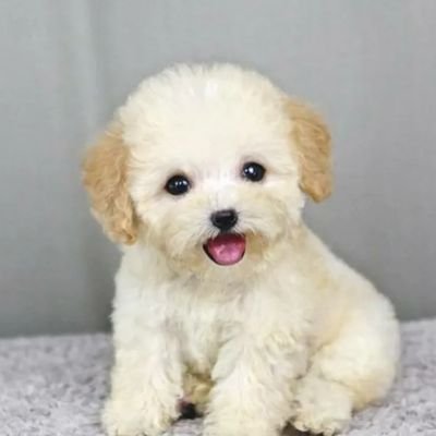 g9rf9Ud2mkisCjS's profile picture. 有趣的灵魂万里挑一，无趣的社畜随处可见