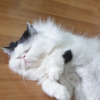 Tassi (@tassi81214472) 's Twitter Profile