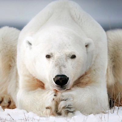 polarbear115's profile picture. do gooder 💕 mama 👨‍👩‍👦‍👦 polar bear fan 🐾