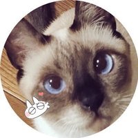 のべ子とシャム猫あずきさん(@yamanobejin) 's Twitter Profile Photo