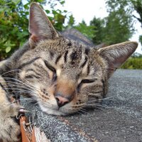 displayname (@kcinjenkins) 's Twitter Profile